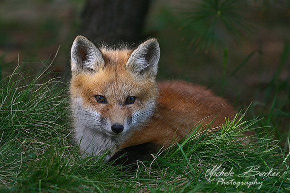 Fox Kit