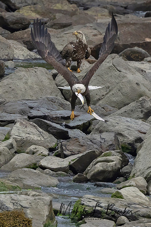 Bald Eagle Fishing