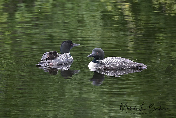 Loons with Baby Loons