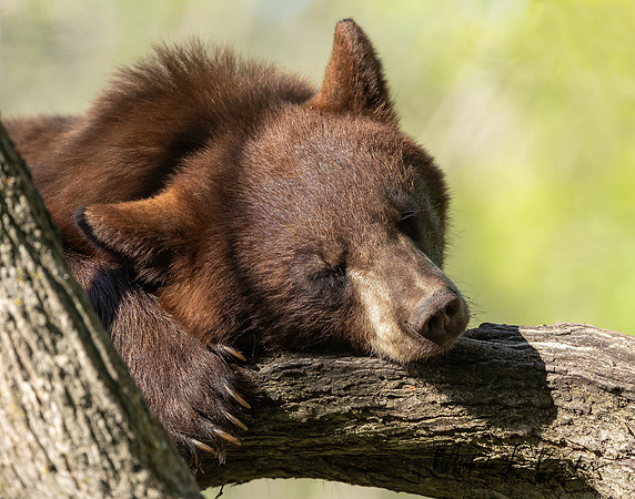 Cinnamon Bear
