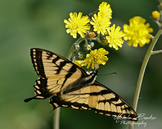 Tiger Swallowtail Butterfly