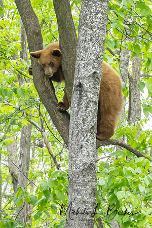 Cinnamon Bear