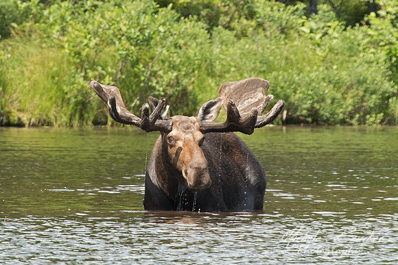 Bull Moose