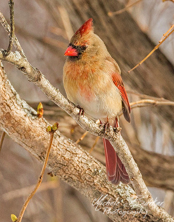 Female Cardinal