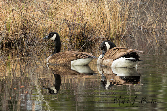 Geese