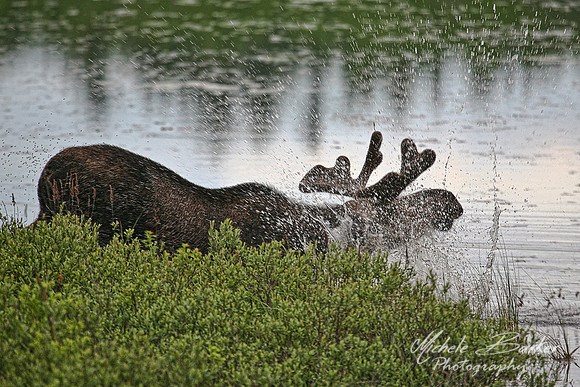 Bull Moose