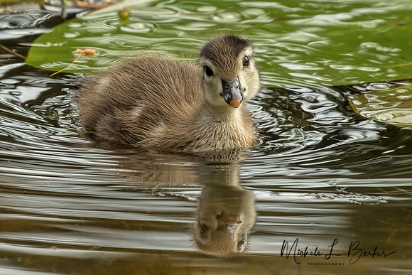 Baby Wood Duck