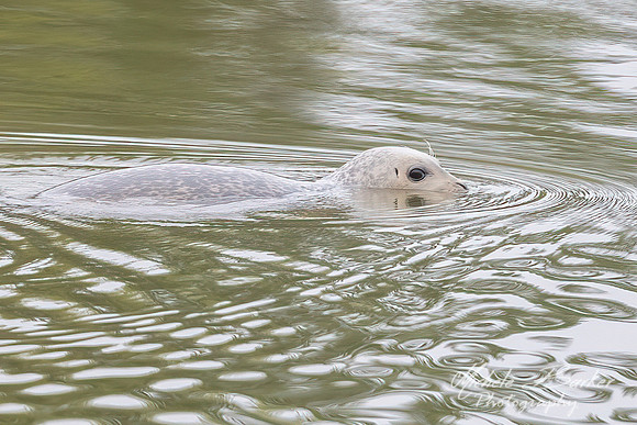 Harbor Seal