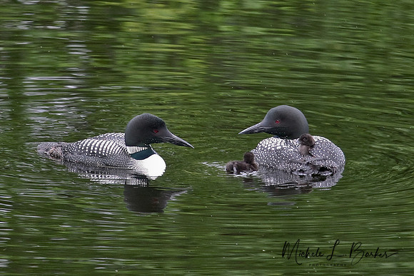 Loons with Baby Loons