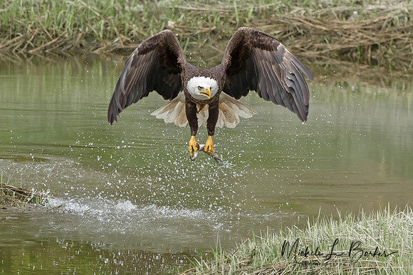 Bald Eagle Fishing