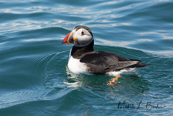 Puffin