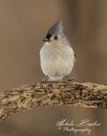 Tufted Titmouse