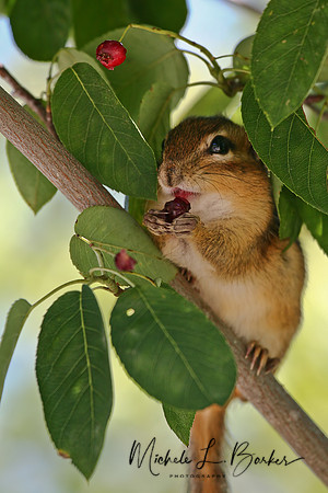 Chipmunk