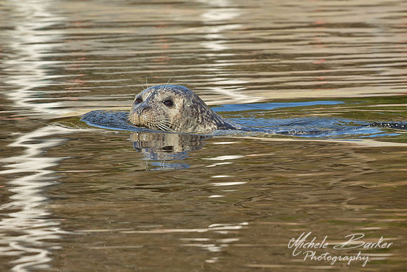 Harbor Seal