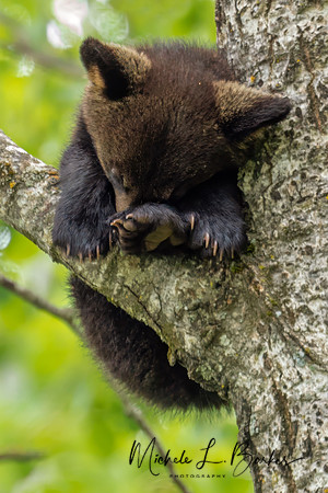 Black Bear Cub resting in Tree