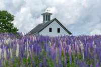 Lupine