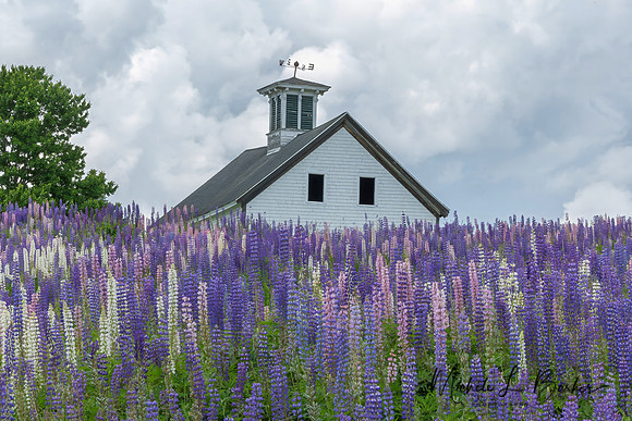 Lupine