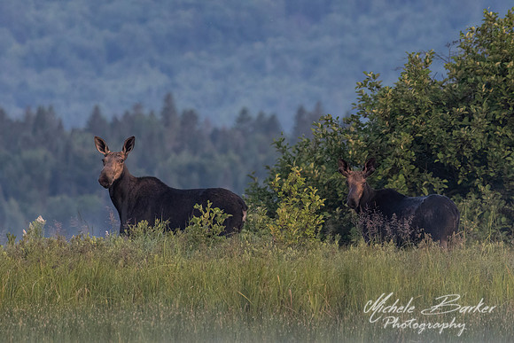 Cow Moose with Young Bull Moose