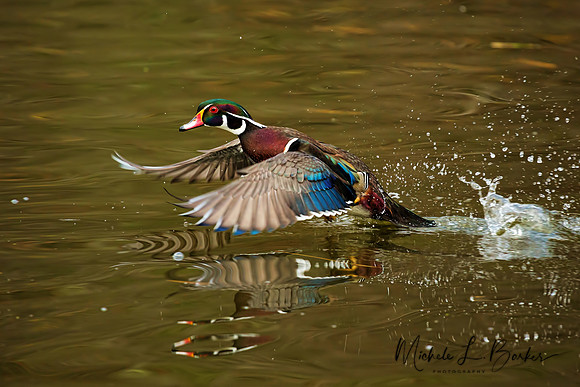 Male Wood Duck