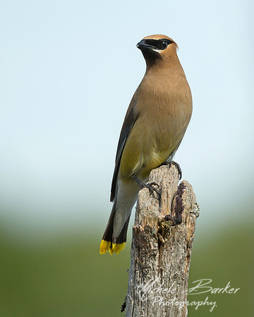 Cedar Waxwing