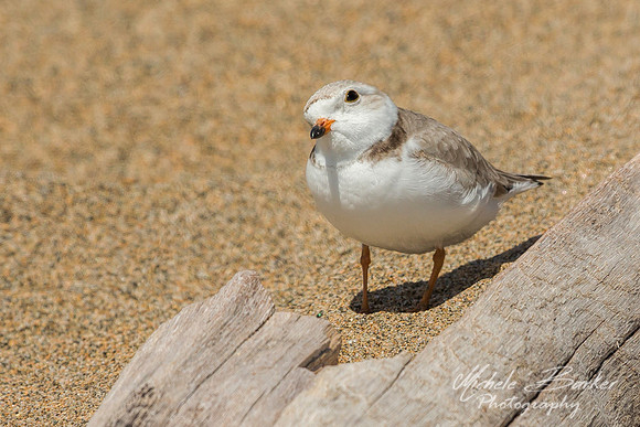 Female Piping Plover