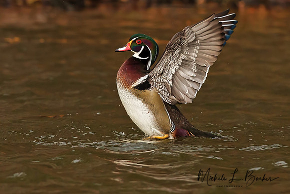 Male Wood Duck