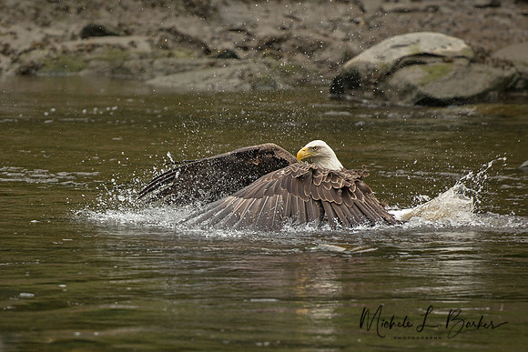 Bald Eagle - Beauty and the Beak