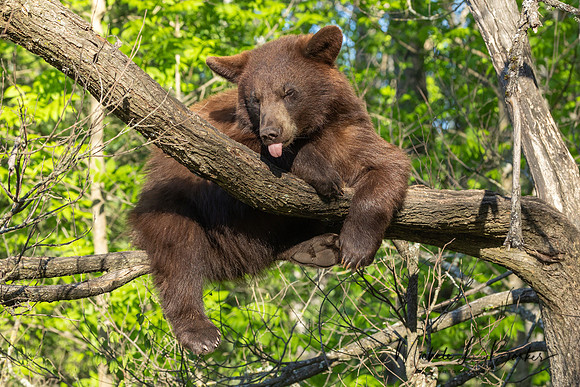 Cinnamon Bear