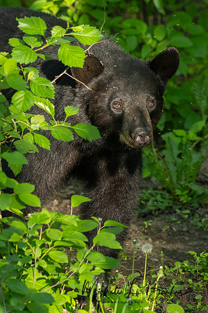Black Bear