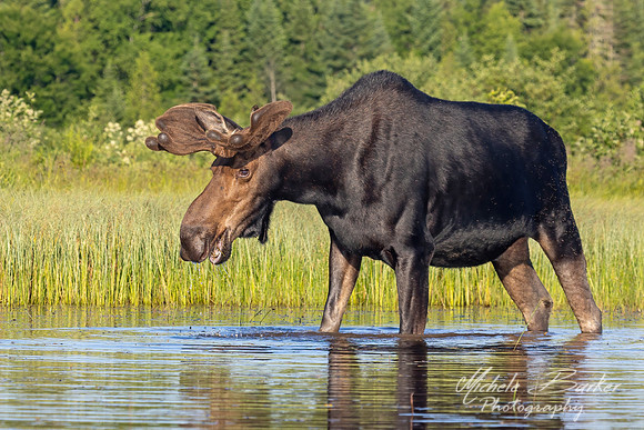Bull Moose