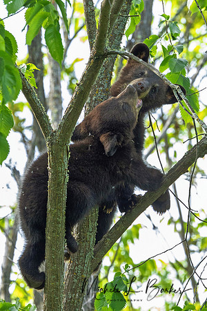 Sibling Black Bear Cubs playing