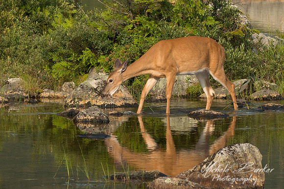 White Tail Deer
