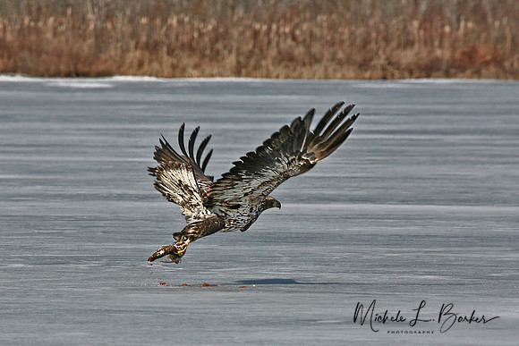 Immature Bald Eagle with fish - Beauty and the Beak