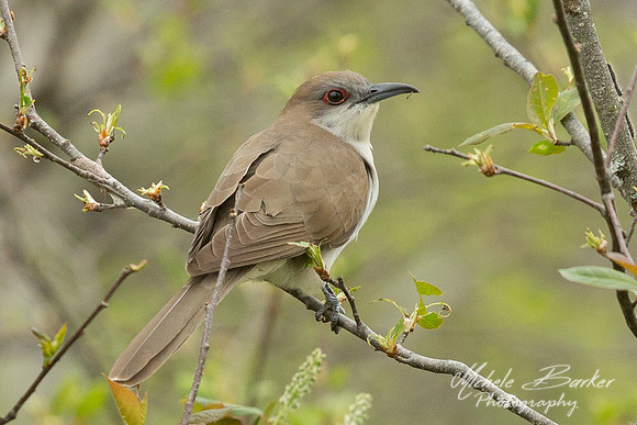 Black Billed Cuckoo