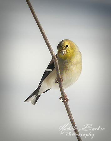 Gold Finch