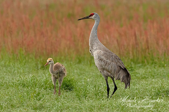 Sandhill Crane with baby