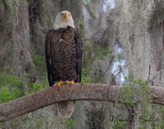 Bald Eagle