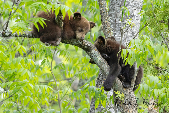 Black Bear Cubs resting in Tree
