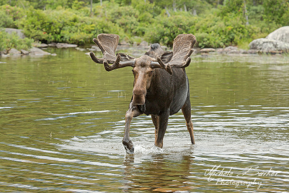 Bull Moose