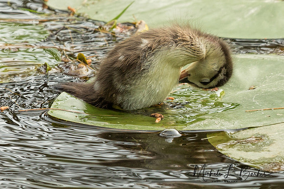 Baby Wood Duck
