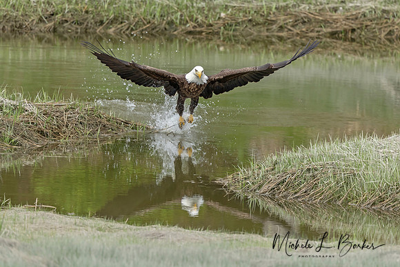 Bald Eagle Fishing