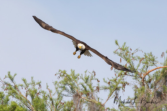 Bald Eagle