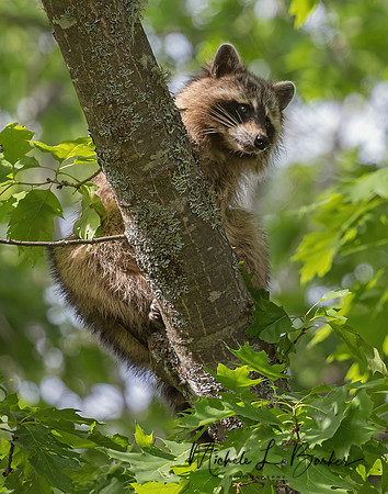 Raccoon in Tree