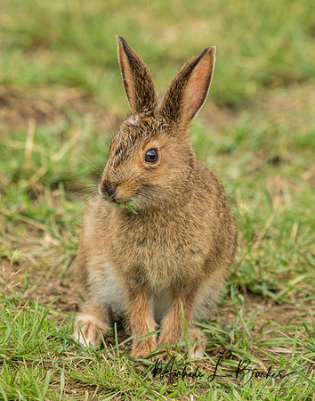Snowshoe Hare