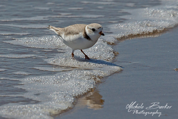 Female Piping Plover
