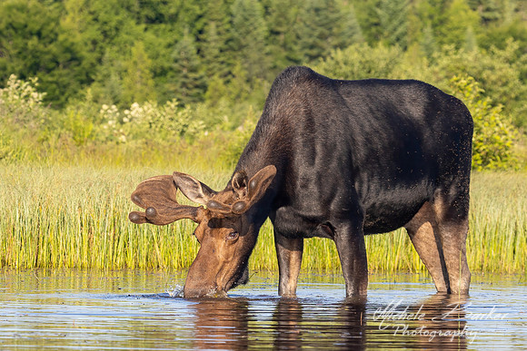 Bull Moose