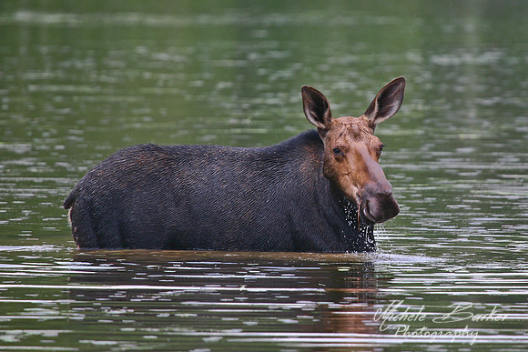 Cow Moose