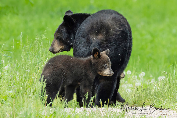 Black Bear with cubs