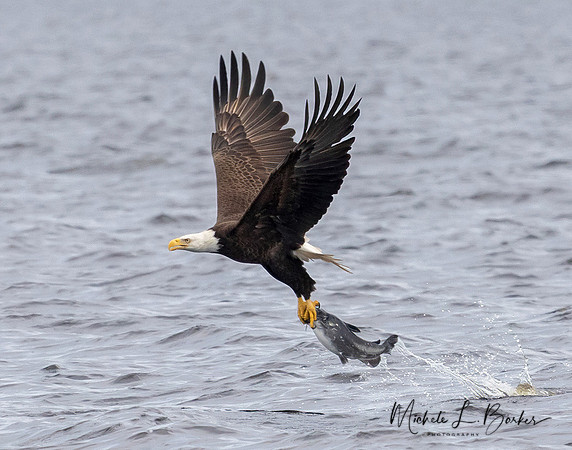 Bald Eagle