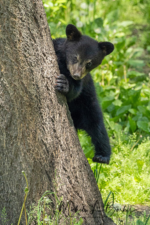 Black Bear Cub